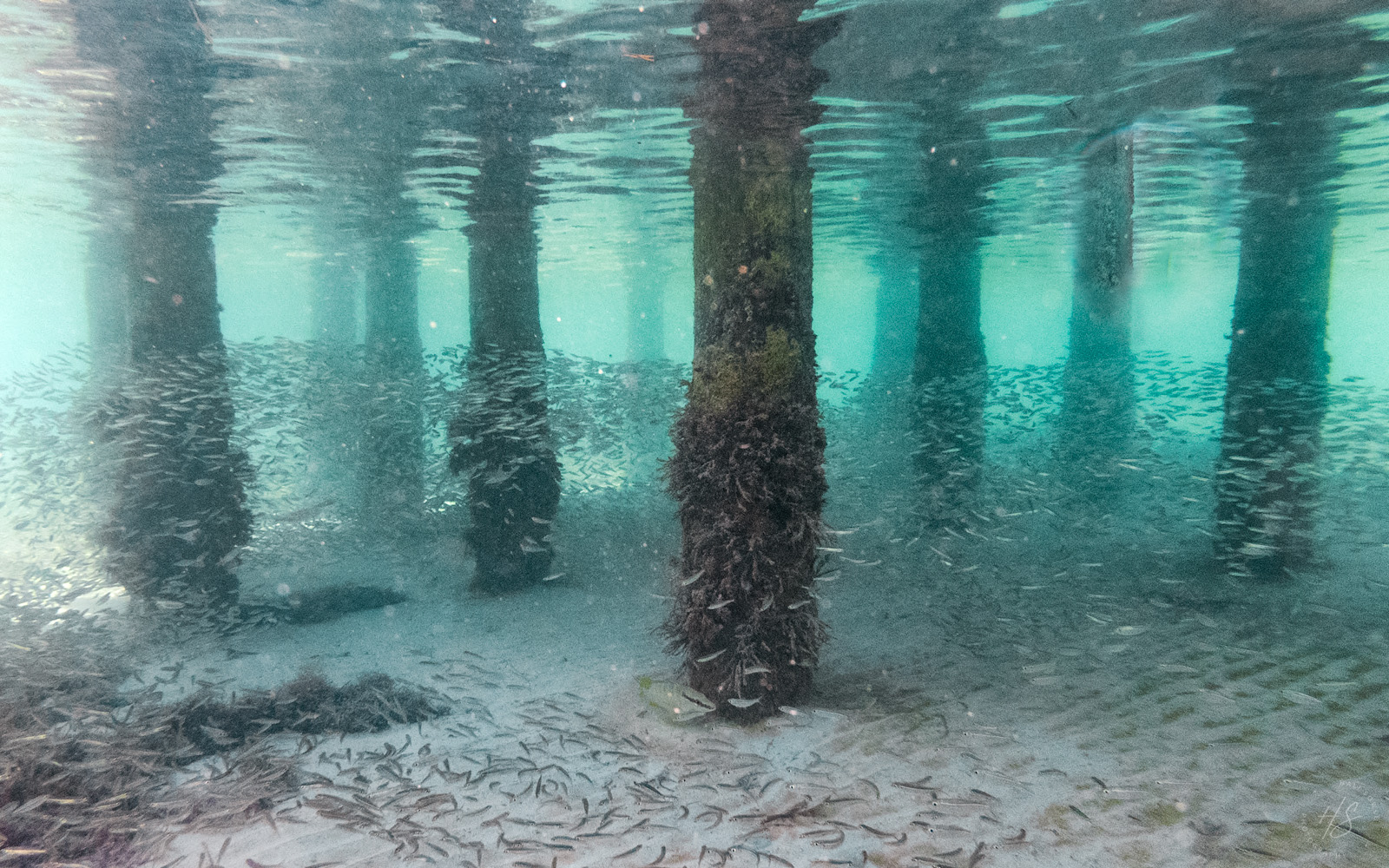 2021_09_SandalsSouthCoast_GoPro-10209-Edit1600.jpg - Snorkeling with the masses.  It was just me and thousands of these small fishes as I snorkeled under and around the over the water wedding venue.