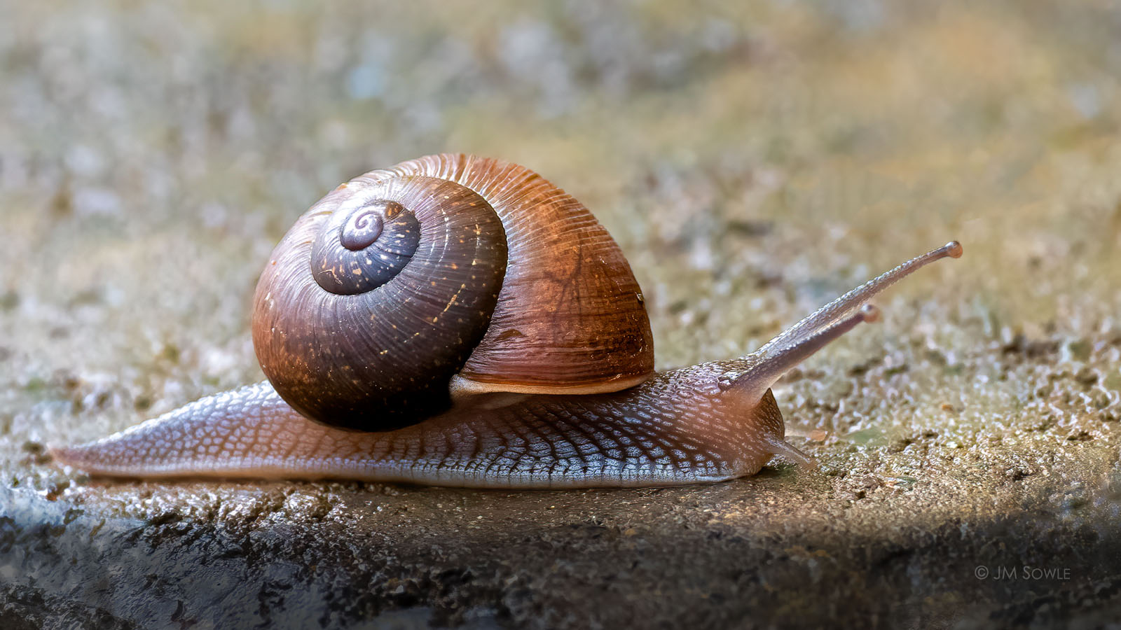 _JMS0036C_1600.jpg - Some enjoy the rain more than others