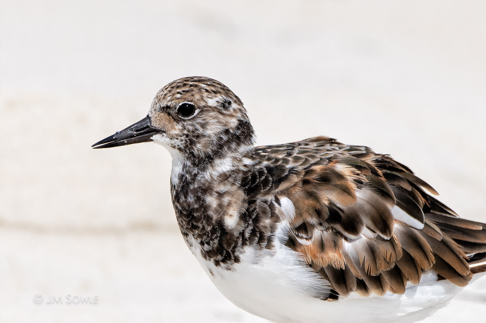 _JMS0301GPs2z_1600.jpg - A close up view of a Ruddy Turnstone.  These little peepers are always on the go, but I caught this one pausing for 0.001 seconds.