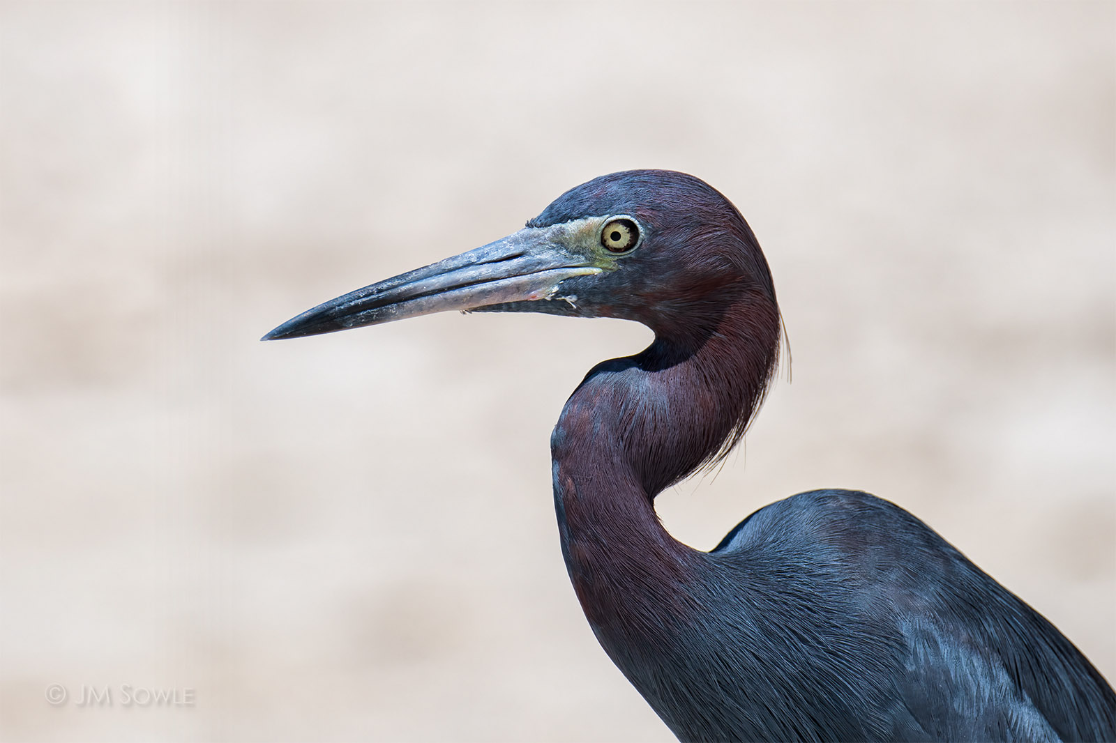 _JMS0421_1600.jpg - I swear that we see a single little blue heron patrolling the shoreline every time we come here.  If it's the same one, then it must be getting old!  A close up to show colors more clearly.