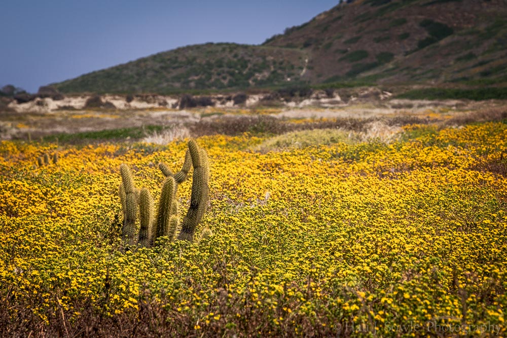 2017_05_SanDiegoandJoshuaTree-10099-Edit1000.jpg - Cactus rising up through the flowers.  Cabrillo National Monument, below the Old Point Loma Lighthouse.