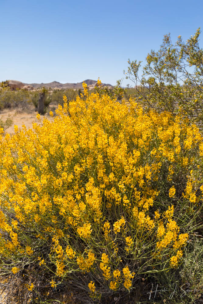 2017_05_SanDiegoandJoshuaTree-10372-Edit1000.jpg - When we headed out to Joshua Tree we knew there had been a "superbloom" of wildflowers in the west, including the desert, but I had assumed that it would have been over in May.  It was much to our surprise and delight that there were patches of beautiful flowers still studding the desert landscape.
