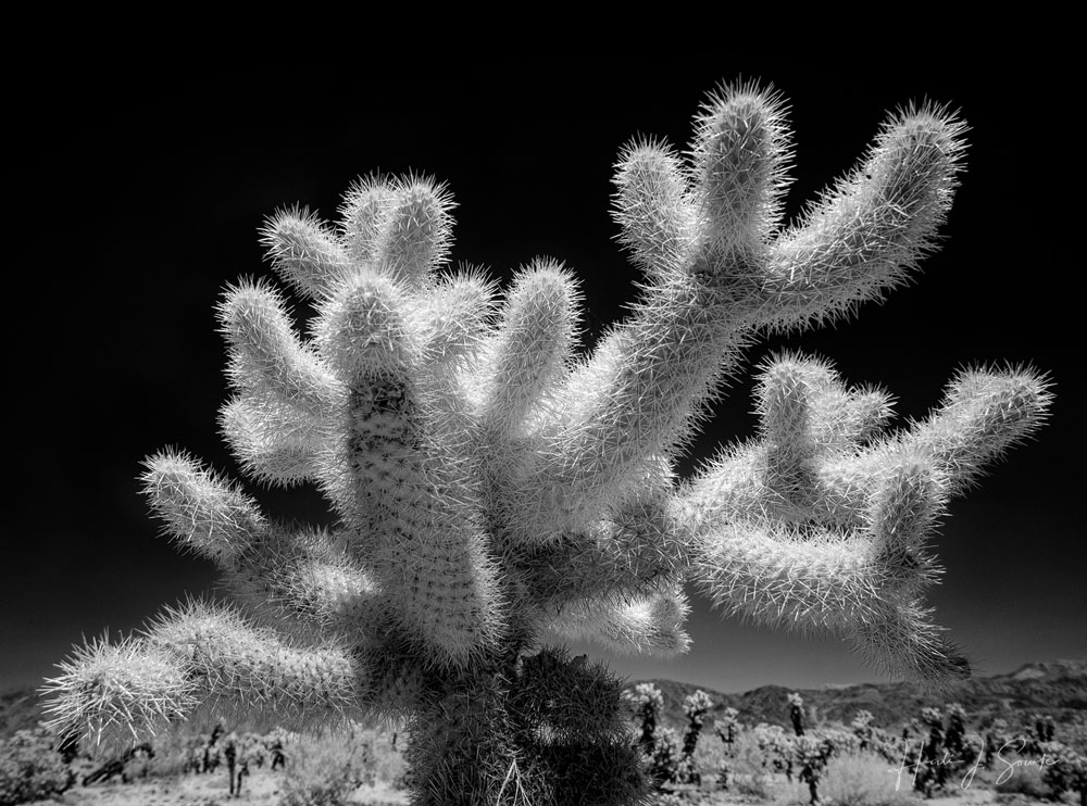 2017_05_SanDiegoandJoshuaTree-10490-Edit1000.jpg - Teddy Bear Cholla (pronounced ˈCHoi(y)ə. )  Also known as Jumping Cholla.  Cholla cacti are the only cactus with papery sheaths covering their spines giving them a bright appearance.  These are called Jumping Cholla because the stems with the spines can break off easily becoming lodged into clothing, or skin and can be difficult and painful to remove.