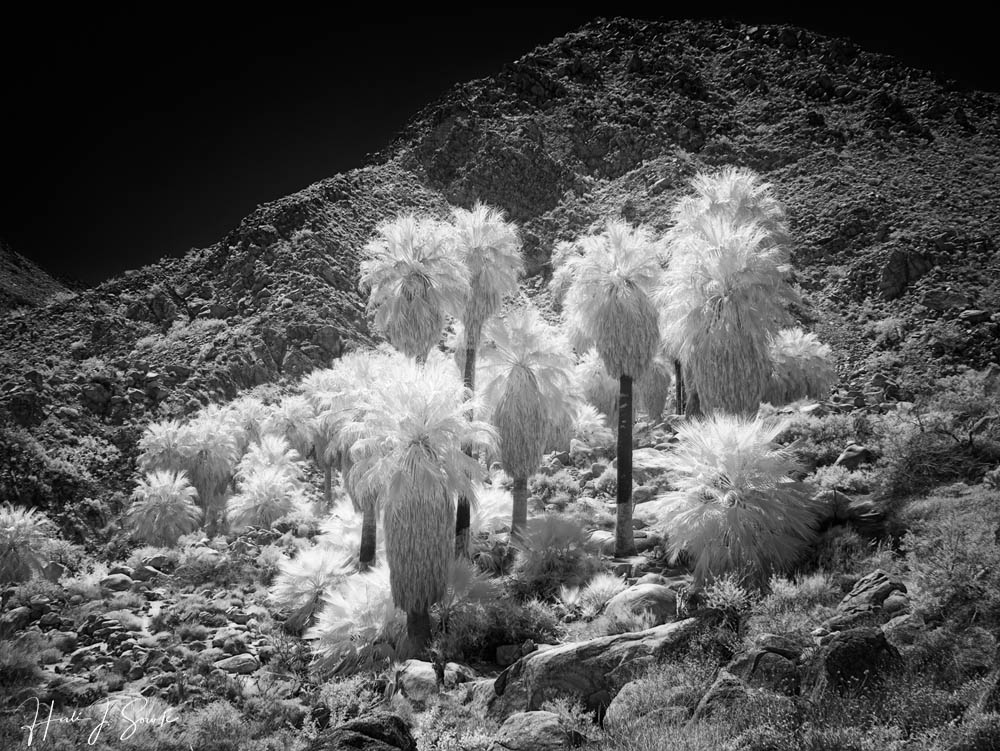 2017_05_SanDiegoandJoshuaTree-10782-Edit1000.jpg - 49 Palms Oasis.  We took a fairly long (3 mile roundtrip) out to this beautiful oasis one morning, we were rewarded by sitting in the shade of these beautiful fan palms. Infrared.