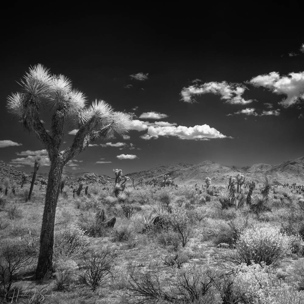 2017_05_SanDiegoandJoshuaTree-10822-Edit1000.jpg - More Joshua Trees and desert landscape.  Infrared.