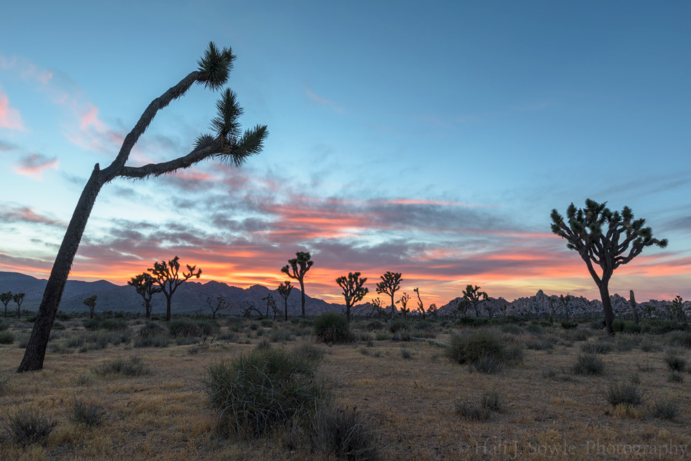 2017_05_SanDiegoandJoshuaTree-11222-Edit1000.jpg - We had another promising evening for a nice sunset, this time we took ourselves to an area of Joshua Trees off the park road near Hidden Valley Campground.  The sunset was beautiful and the post sun setting color lasted for a long time.