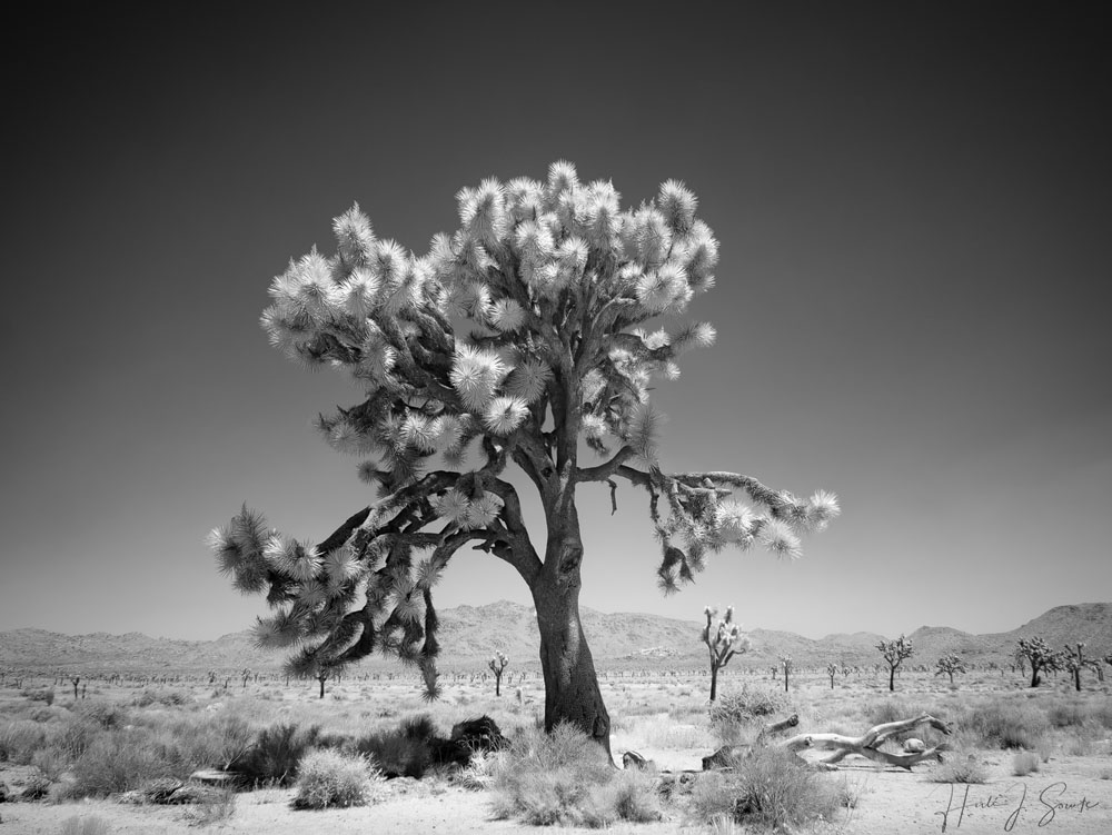 2017_05_SanDiegoandJoshuaTree-11588-Edit1000.jpg - One of my favorite images from Joshua Tree NP, for me it really embodies the feel of the desert there, the Joshua Trees spread out over a mostly hard packed desert with occasional scrub and dead limbs and rocks with the mountains in the background