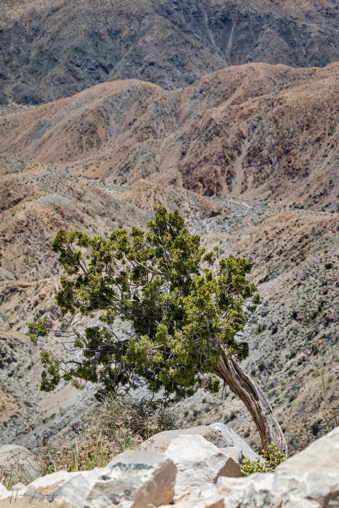 2017_05_SanDiegoandJoshuaTree-11825-Edit1000.jpg - Twisted Juniper Tree at Keys View.  We visited Keys view during the mid-day hoping to get a view of Palm Springs and the points south  but it was very hot and the smog covered much of the view.  This Juniper against the multicolored closer mountains was well worth the drive for me.