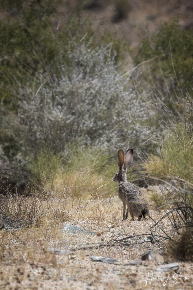 2017_05_SanDiegoandJoshuaTree-12562-Edit1000.jpg - On our way out of Joshua Tree back to San Diego I spied this Black-tailed Jackrabbit nibbling the grasses.  With those huge ears I couldn't get very close before it hared off.