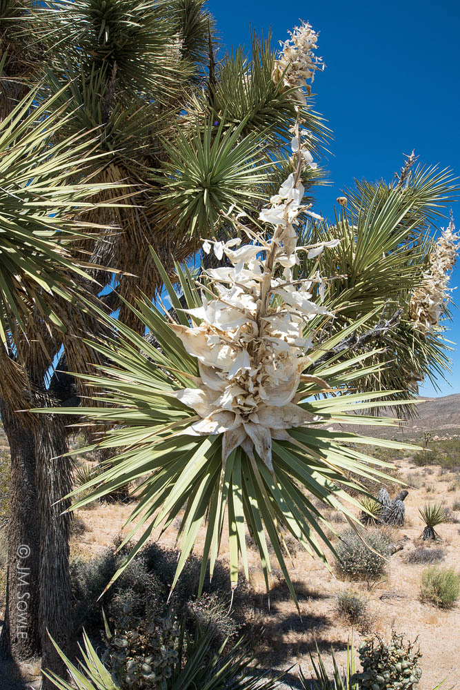 _JMS0212.jpg - I know what you're thinking -- ALIEN INVASION!  But no, it's just the flower of the Joshua Tree.  Crazy, right?