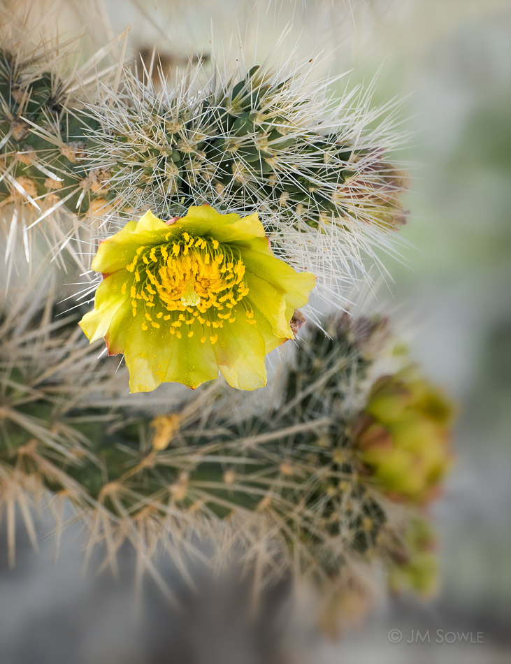 _JMS0677.jpg - We missed the super bloom this year, but there were still a few flowers around.  This one is on a Cholla cactus.