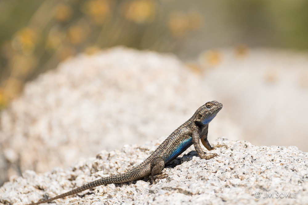 _JMS0995.jpg - A blue belly lizard, taking in the heat.