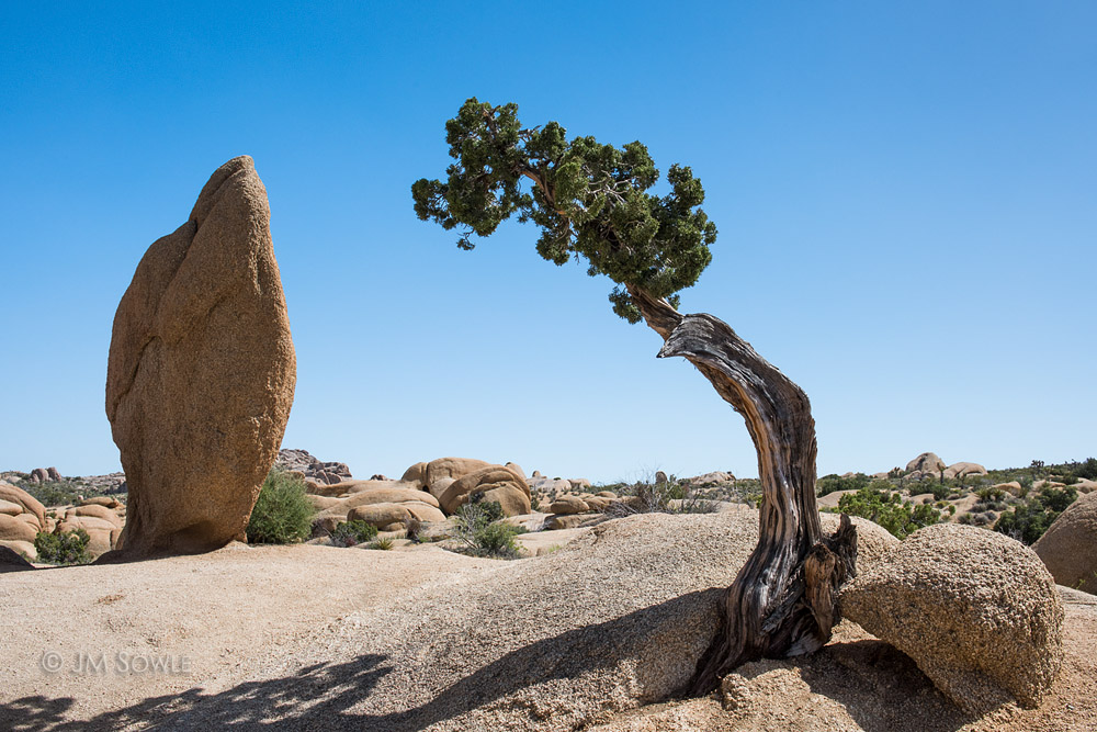 _JMS1036.jpg - There is a boulder standing improbably erect near a Juniper Tree at the Jumbo Rocks area.  The boulder and tree are amongst the most photographed icons of the park.  If you look online you will see images at every angle of sun, moon, and stars.  Of course, we had take a few shots of our own...