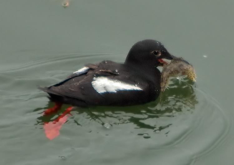Juneau011