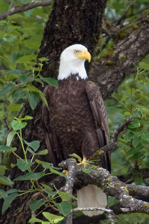 Juneau018