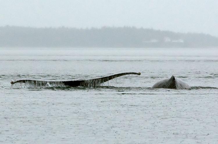 Juneau020