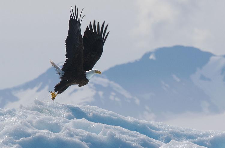 Juneau036