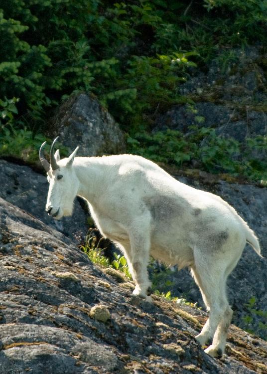 Juneau039