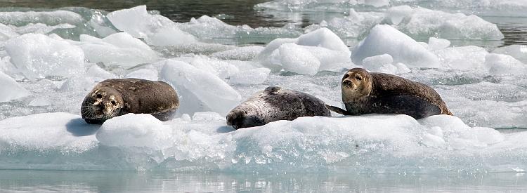 Juneau040