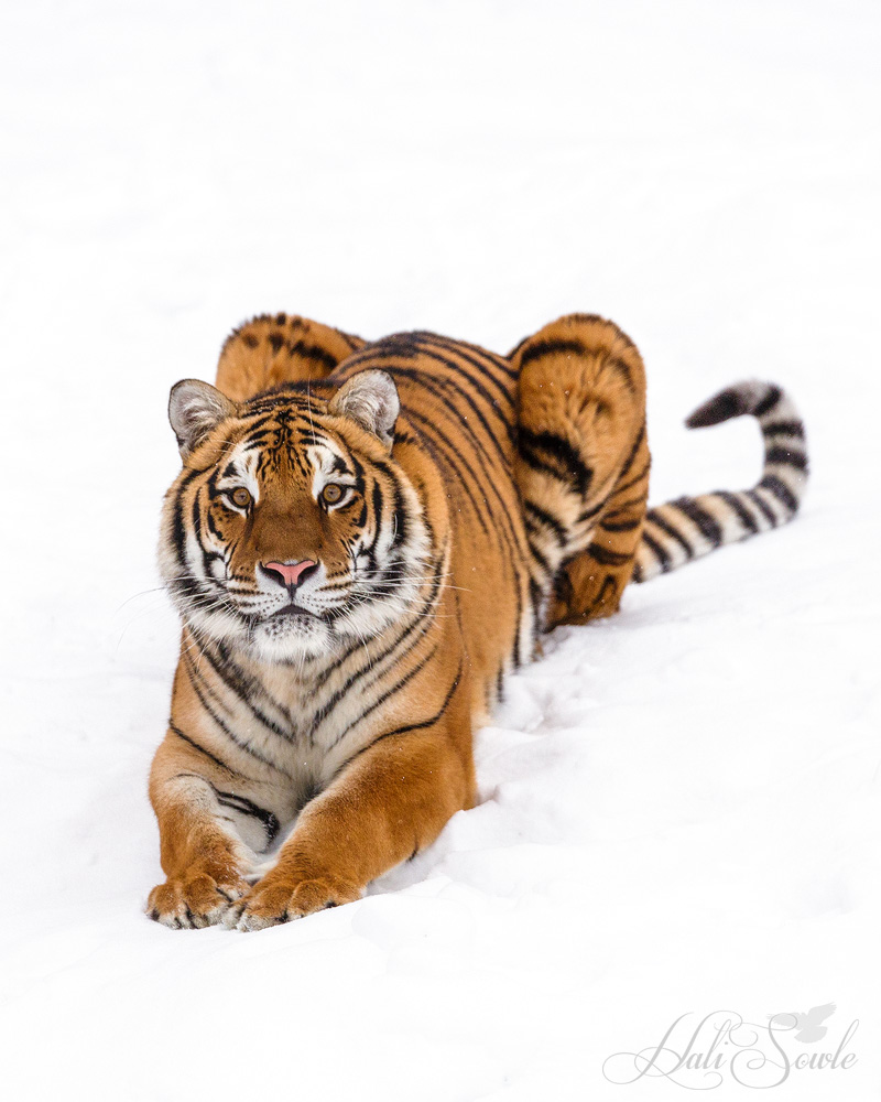 2016_01_08_Montana-10141-Edit1000-2.jpg - Hershey is a Siberian Tiger.  The tiger is the largest of all the cats weighing up to 670 lbs and can reach lengths of 11 ft from nose to tail.  Their canine teeth can be almost 3 inches long, again, the largest of any of the cats.  Solitary but social by nature they require large areas to live and roam, because of that they have lost almost 95% of their range due to habitat destruction and fragmentation.  There are only 6 tiger subspecies still alive and all 6 are classified as endangered with only 3000-4000 wild tigers left.   That number is dropping due to poaching and continuing habitat loss.