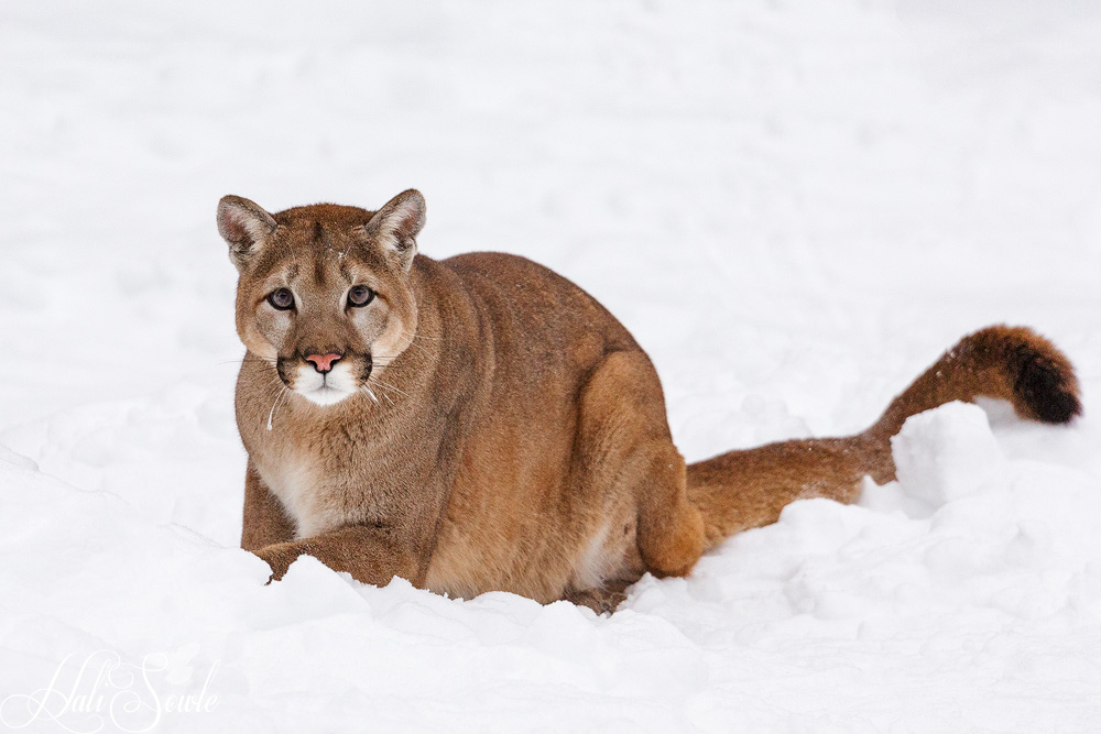 2016_01_08_Montana-10881-Edit1000.jpg - The cougar (Puma concolor) is known by many names - mountain lion, panther, puma and catamount.  It has "the largest range of any wild terrestrial mammal in the Western Hemisphere" (Wikipedia).  It is actually more closely related to domestic cats than it is to it's larger wild cousin the jaguar.  The cougar is not on any endangered species list due to it's ability to adapt to varying terrains and climates.