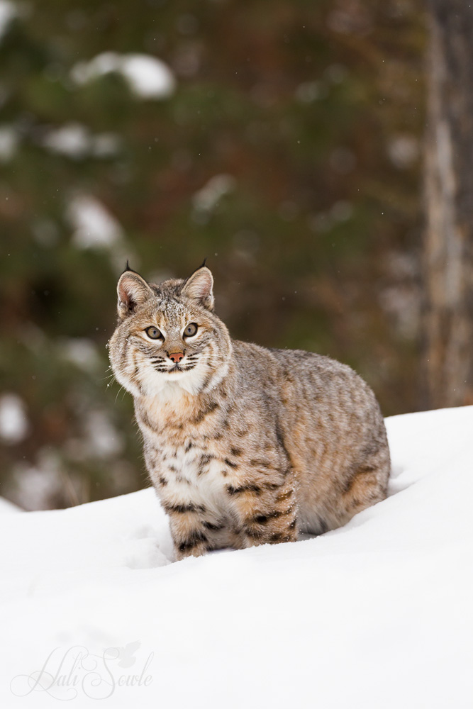 2016_01_08_Montana-11516-Edit1000.jpg - Bobcats (Lynx Rufus) are a North American wild cat that is adaptable to its changing environment.  It lives in a wide range of areas from woodlands to semi-desert to urban and forest edges to swamps.  Bobcats help control pests, their preferred prey are rabbits and hares but will hunt insects, geese, birds and small rodents as well as deer.  They are not endangered although in some areas their numbers are declining.