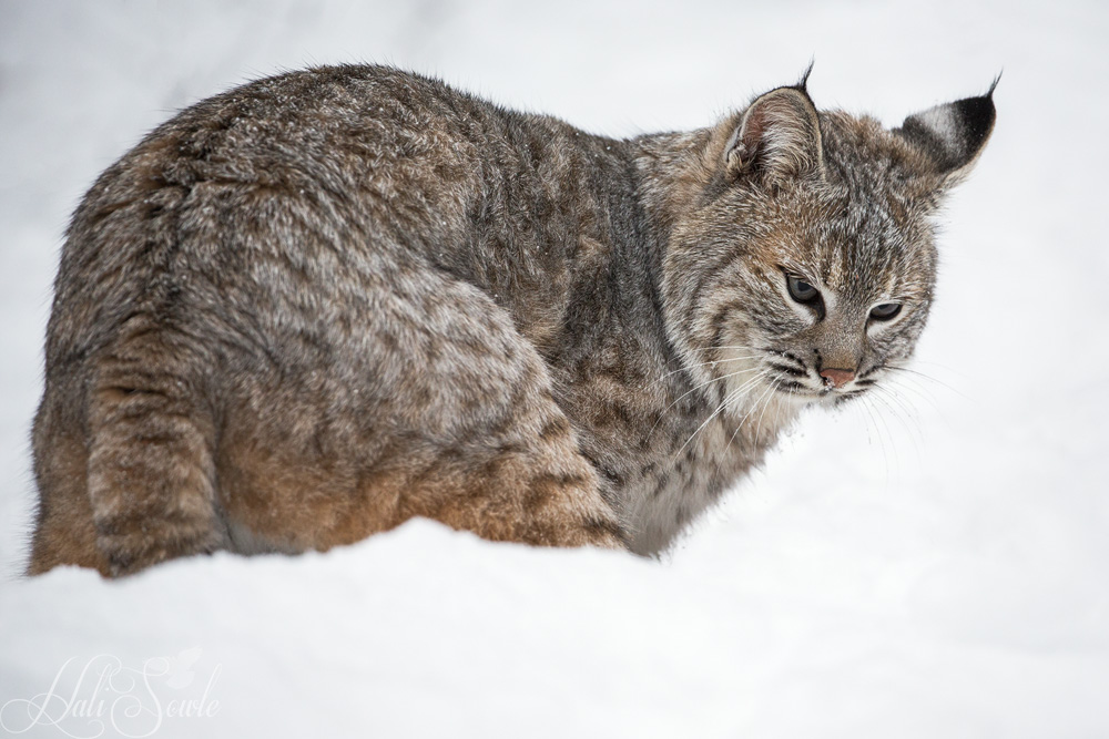 2016_01_08_Montana-12034-Edit1000.jpg - Bobcat looking for a small something in the snow.