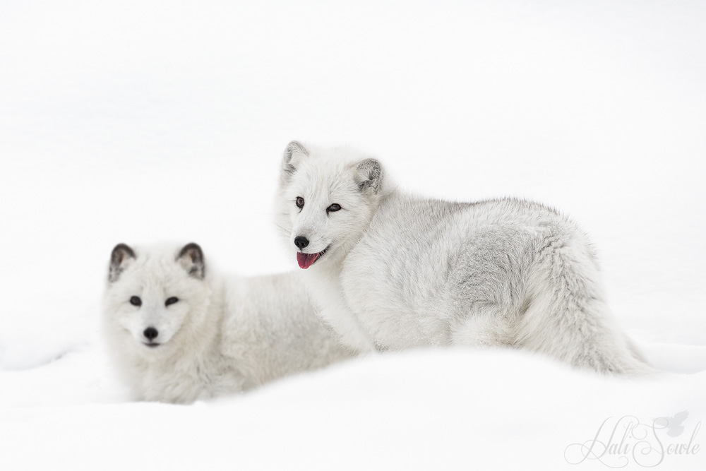 2016_01_08_Montana-12271-Edit1000.jpg - 2 of the 3 artic foxes that came out to play for us.  Arctic fox are also known as the white fox, the polar fox or snow fox.  They have adapted in many ways to living in cold regions.  Their bodies are rounded to help minimize the loss of body heat and they have thick fur that changes from brown in the summer to white in the winter.  The diet of the arctic fox is varied from small animals such as lemmings and voles, to fish and seabirds.  They will also eat carrion, berries, seaweed and insects.