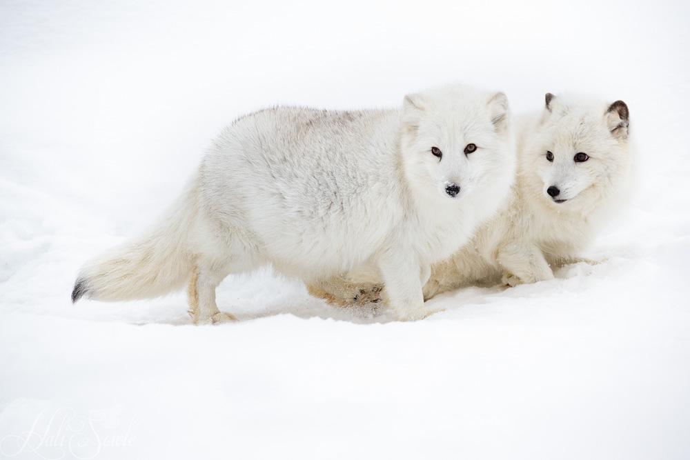 2016_01_08_Montana-12491-Edit1000.jpg - Arctic foxes live in some of the coldest places on earth but due to its adaptations (round body, thick fur and a good supply of body fat along with a specialized heat exchange within the circulation of the paws and fur on the soles of the paws) they do not shiver until the temperature gets below -97 F (-70 C).  Arctic foxes have incredibly sensitive hearing - they can determine exactly where their prey is moving below the snow and pounce exactly on it.  This too helps conserve energy and heat.