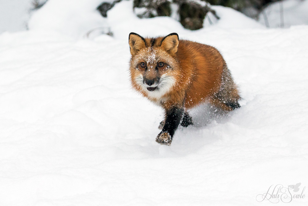 2016_01_09_Montana-10025-Edit1000.jpg - The red fox is the largest of the true foxes and the most widespread and prolific of all the carnivores worldwide.  Their territory has increased along with people and are dangerously invasive in Australia due to the harm they have caused to the native birds and mammals.