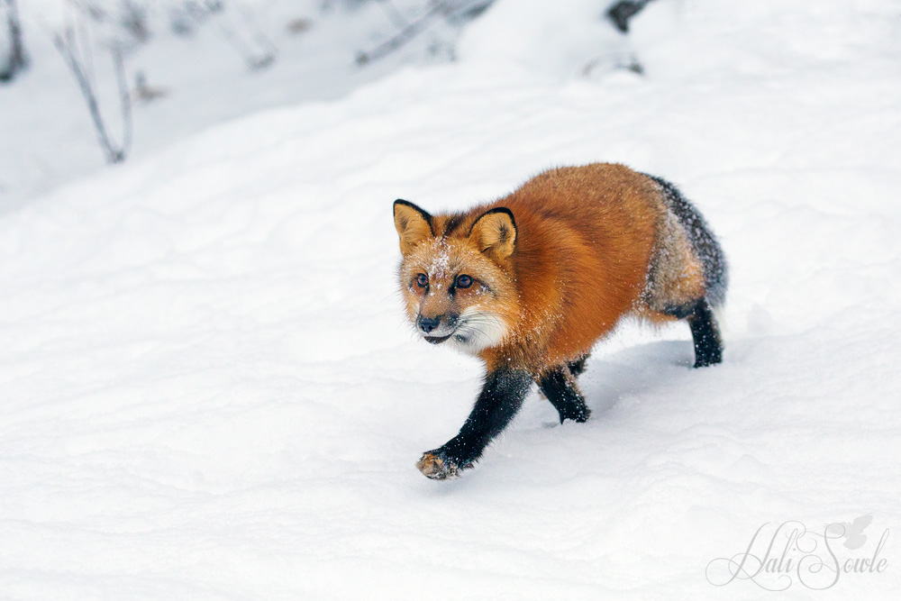 2016_01_09_Montana-10028-Edit1000.jpg - Red Fox strolling for the photographers.