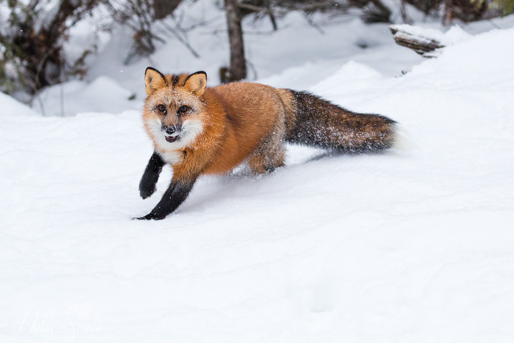 2016_01_09_Montana-10034-Edit1000.jpg - Another shot of the red fox