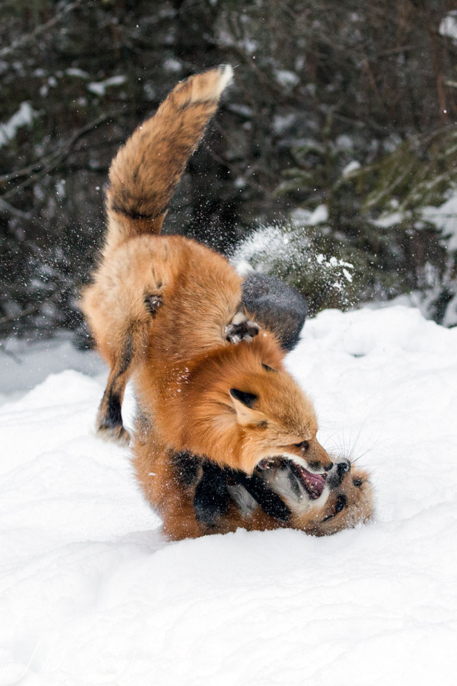 2016_01_09_Montana-10194-Edit1000.jpg - The fur was flying between these two sisters as they grappled with each other.