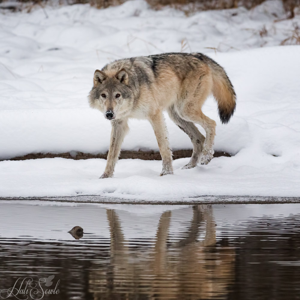 2016_01_09_Montana-10469-Edit1000.jpg - Tundra wolf giving us the stare down.  The Tundra wolf is also known as the Turukhan wolf and is subspecies of grey wolf.  Its territory ranges from Finland into the forests and tundra of Russia.