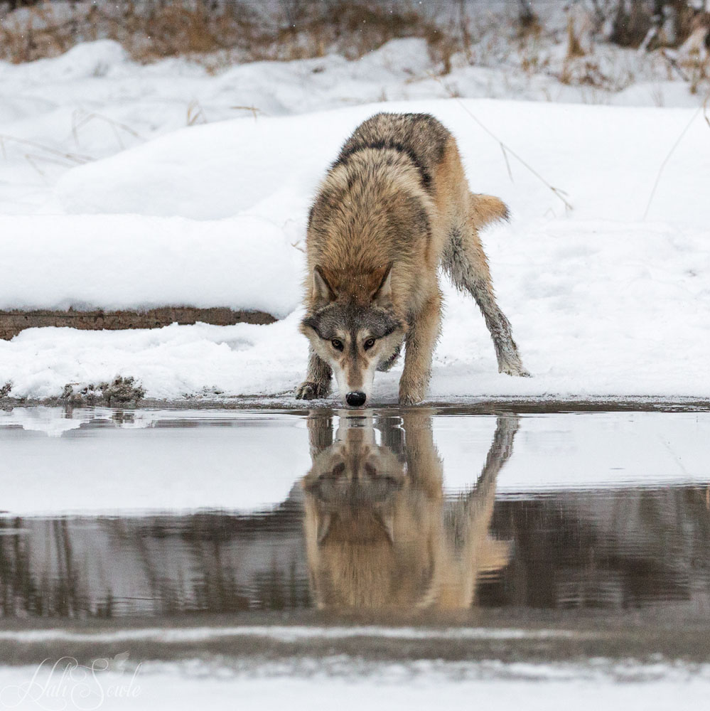 2016_01_09_Montana-10704-Edit1000.jpg - A near perfect reflection as the wolf begins to drink. Tundra wolves are some of the biggest of the grey wolves.  They can grow to be nearly 7 feet long and weigh over 100 lbs.