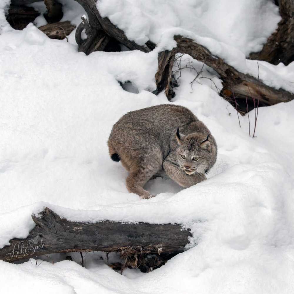 2016_01_09_Montana-10879-Edit1000.jpg - The Canadian Lynx is a large cat, standing about 20 inches tall but is about as heavy as a big house cat.  Despite being only found in 4 states in the US, the federal government needed a court order mandating them to place the Canadian Lynx on the endangered species list.  The original petition occurred in 1991 but it wasn't until the year 2000 that a court order forced the Fish and Wildlife Service to actually list them as endangered in the lower 48 states.