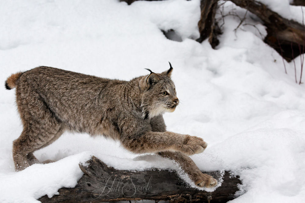 2016_01_09_Montana-10927-Edit1000.jpg - Canada lynx are reclusive and mostly nocturnal, they tend to stay in dense forest areas.  They are not shy about swimming, unlike the domestic house cat, there has been a report of a lynx swimming 2 miles across the Yukon River.