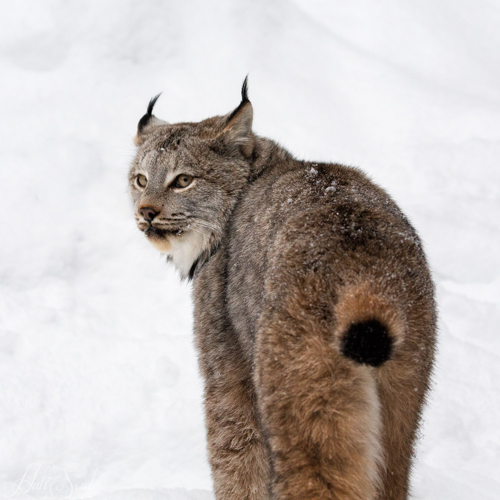 2016_01_09_Montana-10928-Edit1000.jpg - I'm too sexy for my tail, Too sexy for my tail, too sexy...