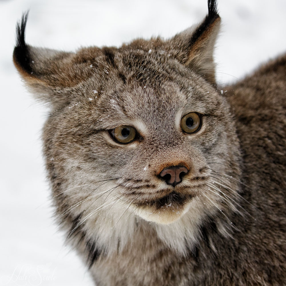 2016_01_09_Montana-11048-Edit1000.jpg - Lynx portrait.