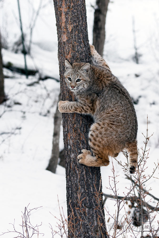 2016_01_09_Montana-11203-Edit1000.jpg - Hello 911?  my kitten is stuck in the tree!                                           Juvenile bobcat practicing it's climbing skills.