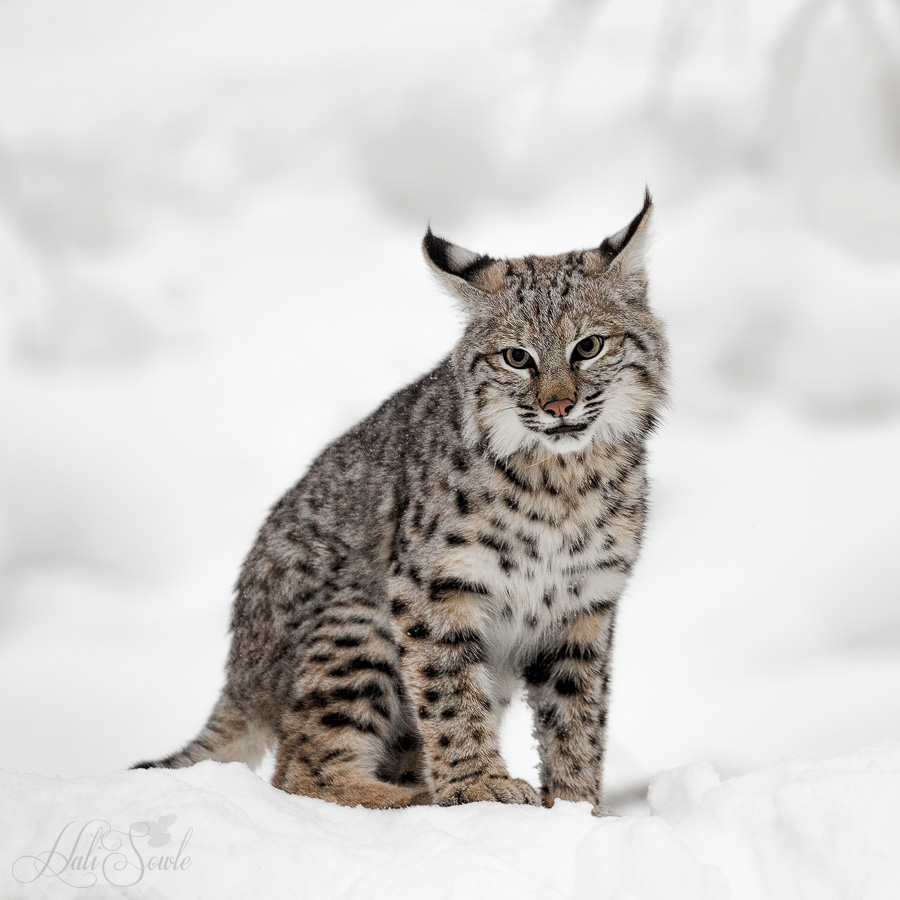 2016_01_09_Montana-11494-Edit1000.jpg - Juvenile bobcat #1.