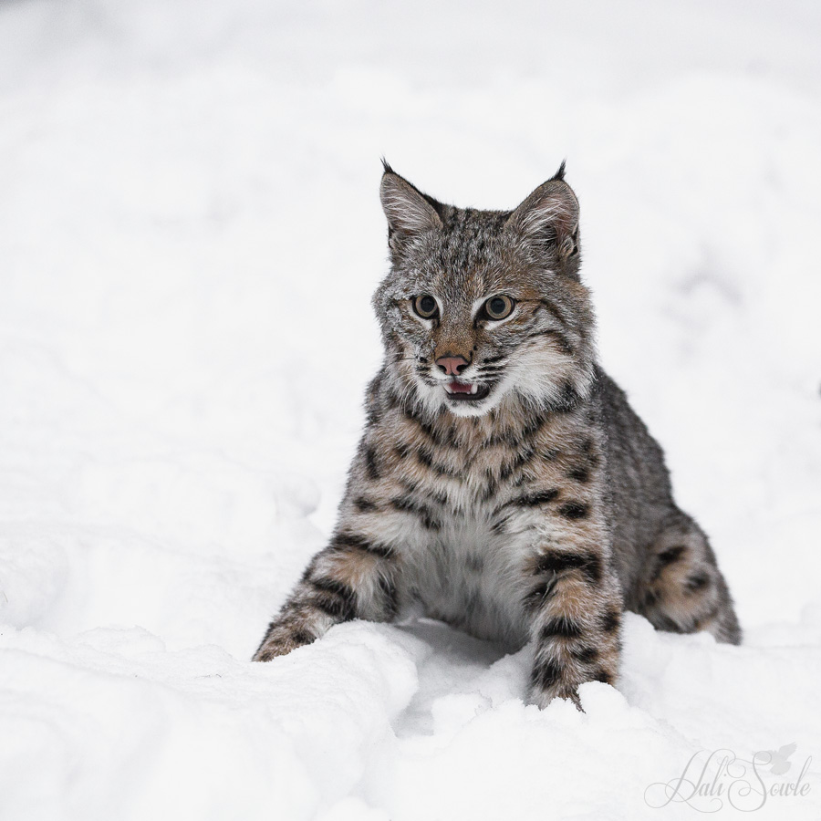 2016_01_09_Montana-11569-Edit1000.jpg - The second of the 2 juvenile bobcats I got to photograph.
