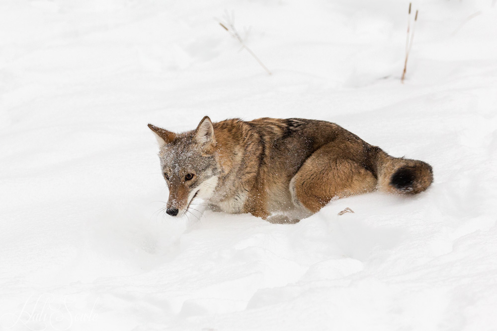 2016_01_10_Montana-10033-Edit1000.jpg - Coyote waiting to pounce.  Coyotes are native to North and Central America although they have been spreading into South America.  Coyotes are social animals living in family units or packs of unrelated individuals.  Their only serious enemies are Humans, cougars and gray wolves, although there are hybrids with wolves known as "coywolves" (wikipedia).