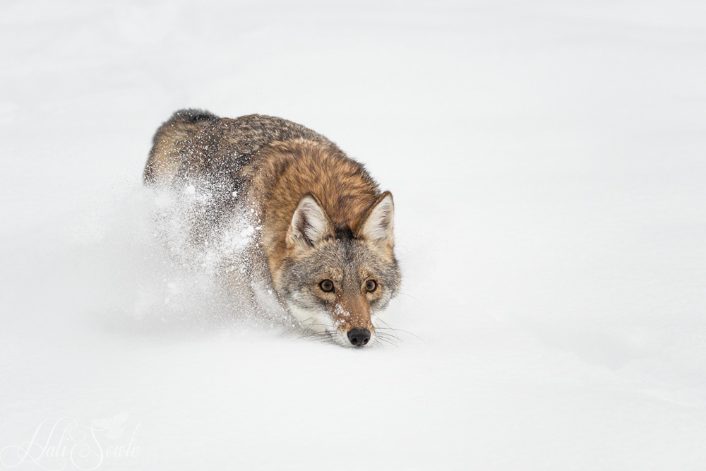2016_01_10_Montana-10040-Edit1000.jpg - Coyote rushing through the snow.  This is a western coyote.  Eastern Coyotes are larger, sometimes twice as big as their western cousins.  Eastern coyotes like here in Rhode Island can weigh up to 50 lbs and be 60 inches long.  They are not "Coywolves" they are coyotes with some wolf genes that mingled in way back on their way to New England.