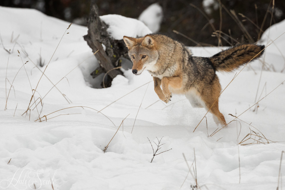 2016_01_10_Montana-10170-Edit1000.jpg - Coyote pouncing.  Coyotes play an important part in ecosystem maintenance.  The large size of eastern coyotes allows them to hunt deer in areas that deer are over-populated.  They also help control pests such as rodents, geese and rabbits.  Coyotes also benefit bird populations by preying on the small mammals that will eat birds, their eggs and their young.