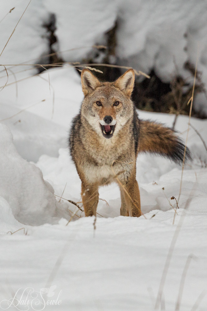 2016_01_10_Montana-10188-Edit1000.jpg - The beginning of a coyote howl.  Coyotes howl differently than wolves, a coyote's call rises and falls while a wolf's is sustained on one note.  Coyotes also are more adaptable to being around people, which is why it is so important to take care not to feed them and let them become habituated.  Habituated coyotes are dangerous, although they don't carry rabies.  When they associate people with food, they begin to predate on domestic animals and livestock and rummage through trash left outside.