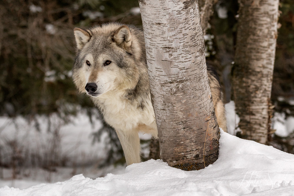 2016_01_10_Montana-10275-Edit1000.jpg - Tundra Wolf half hidden behind a tree.
