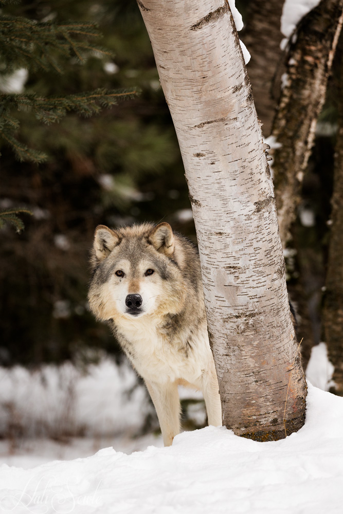 2016_01_10_Montana-10284-Edit1000.jpg - Tundra Wolf half hidden behind a tree.