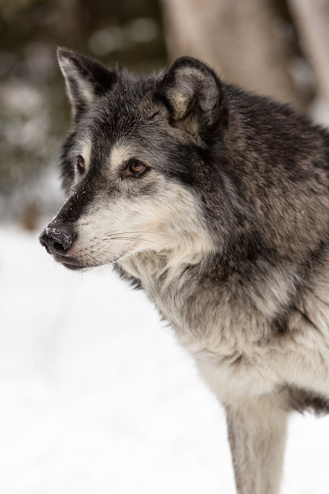 2016_01_10_Montana-10689-Edit1000.jpg - Tundra wolf 2.