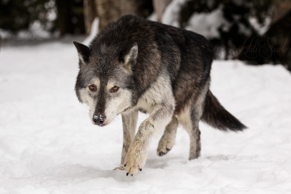 2016_01_10_Montana-10715-Edit1000.jpg - Alpha Wolf walking.